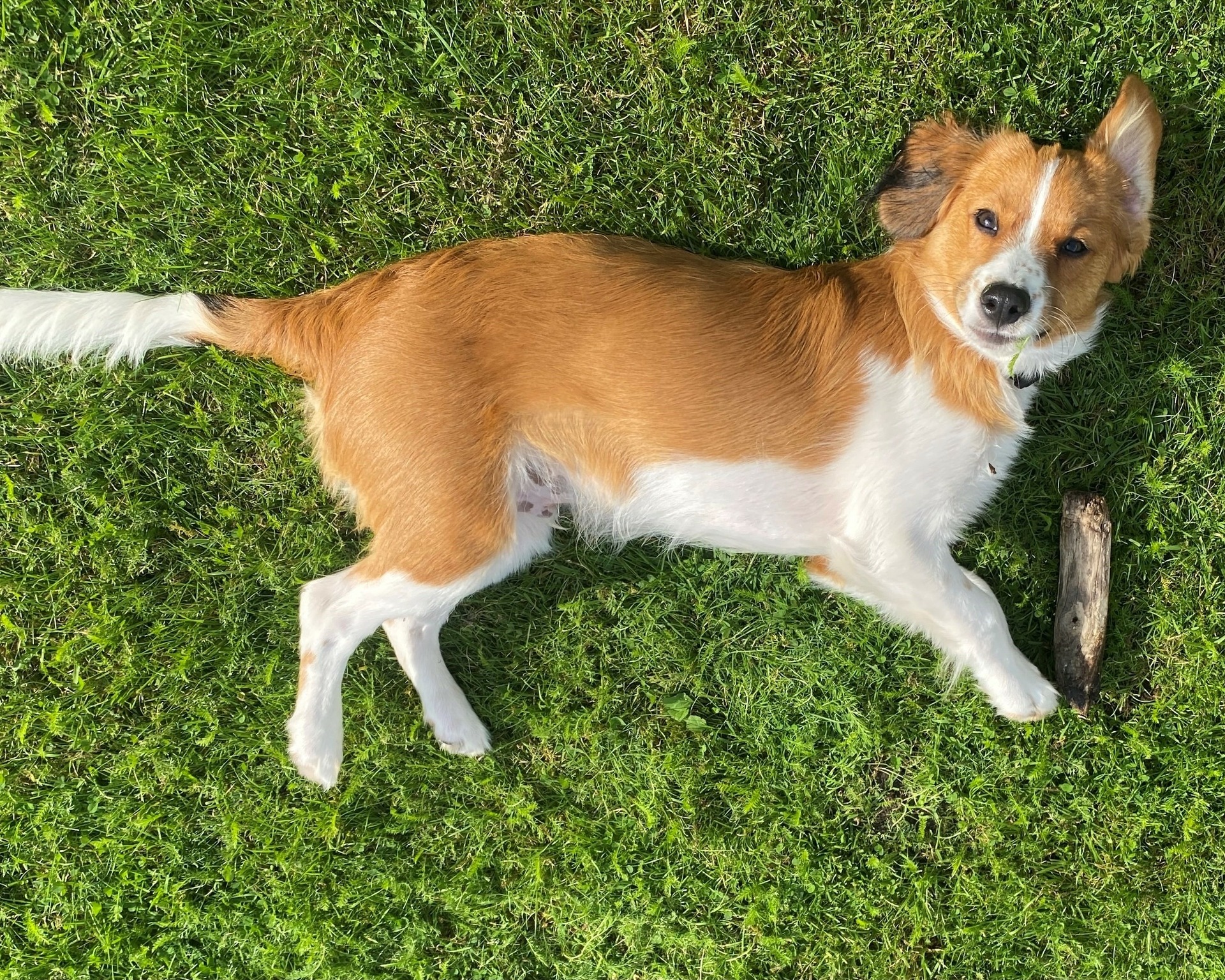 hotel hamburg hundfreundlich