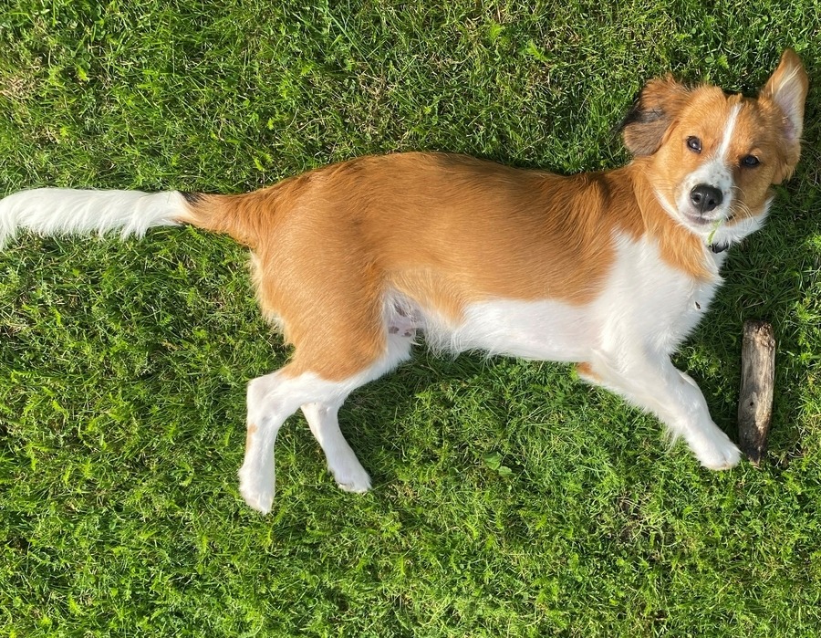 Urlaub mit Hund in Hamburg relexa hotel